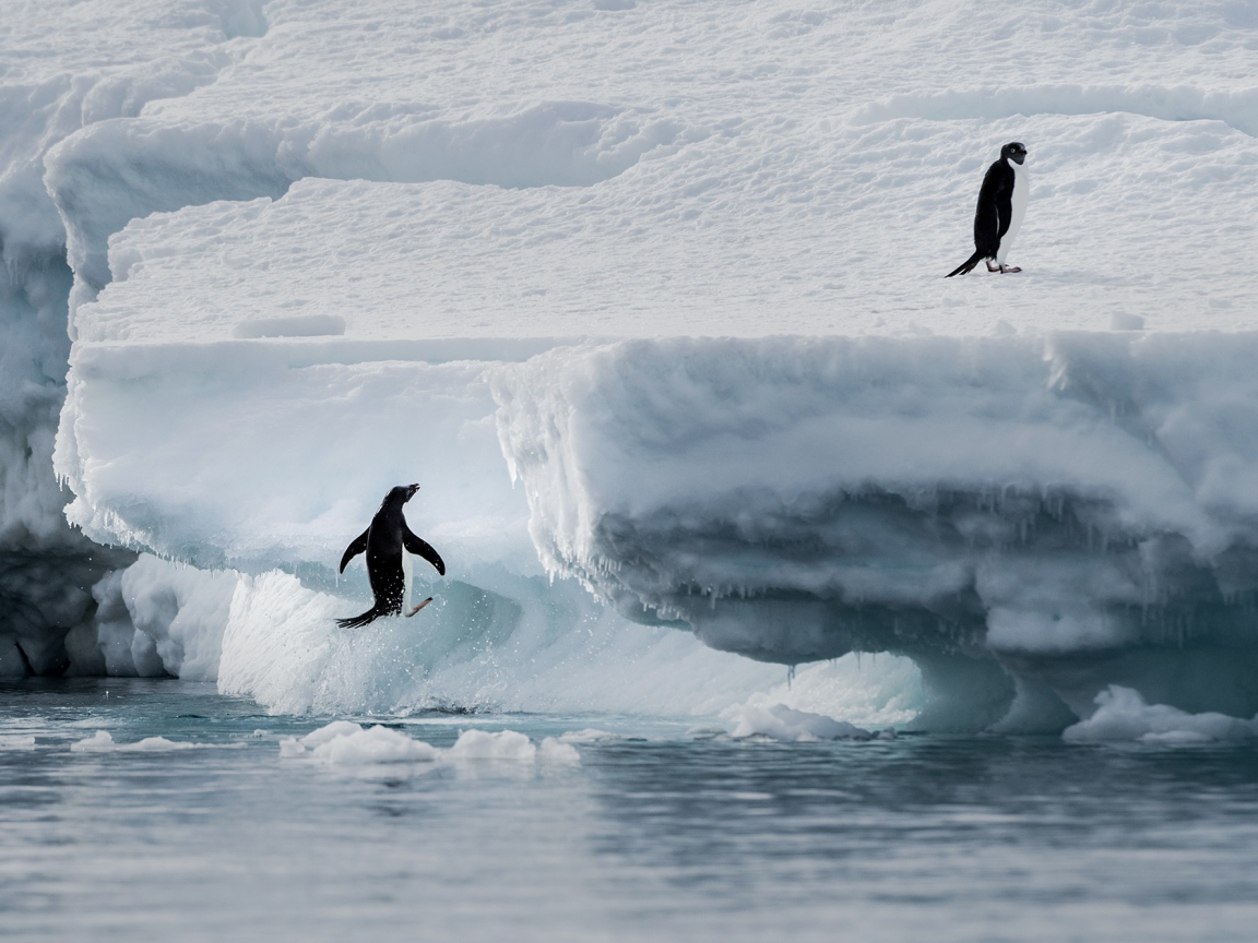 Пингвины выпрыгивают на холодную льдину