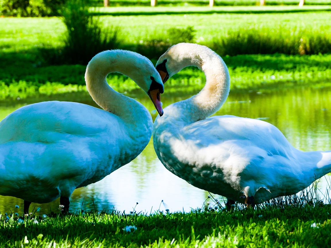 Two beautiful white swans by the pond on green grass
