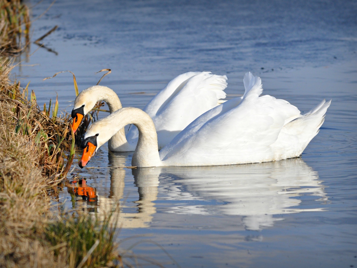 Два красивых белых лебедя у берега 