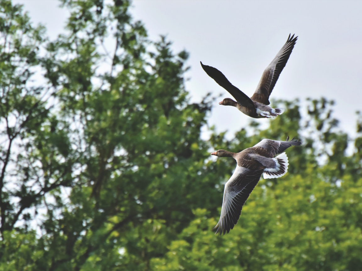 Два серых диких гуся пролетают у дерева