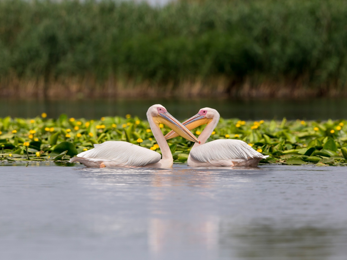 Два больших пеликана в воде с желтыми лилиями