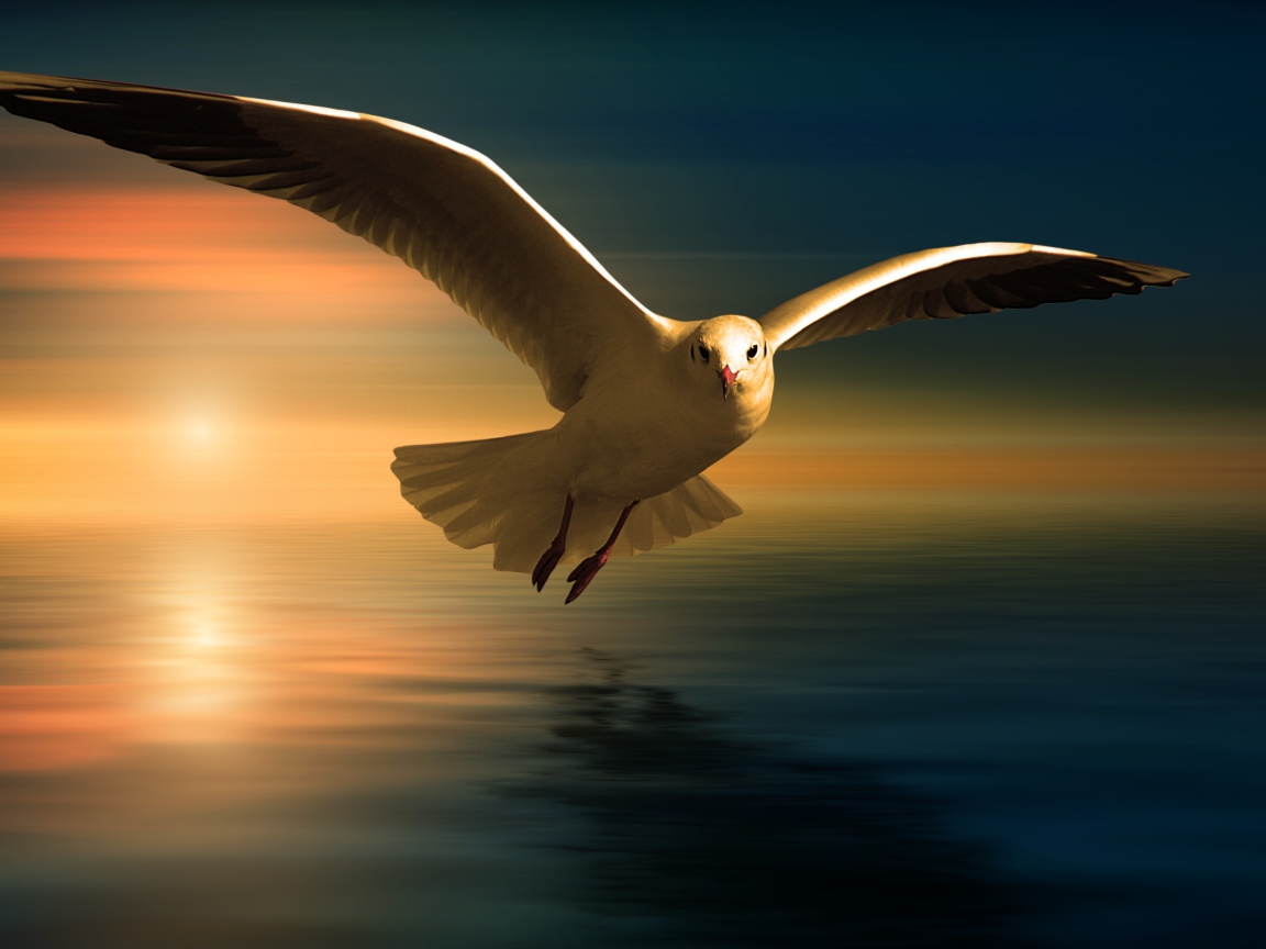 Белая чайка летит над водой на фоне заката