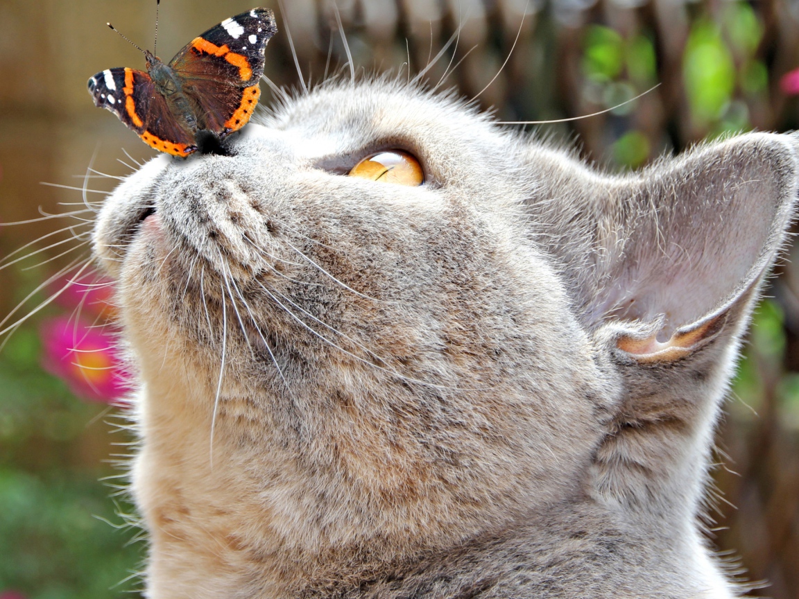 Бабочка сидит на носу у серого кота