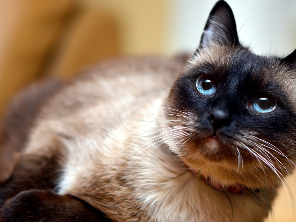 Красивый сиамский голубоглазый кот с ошейником