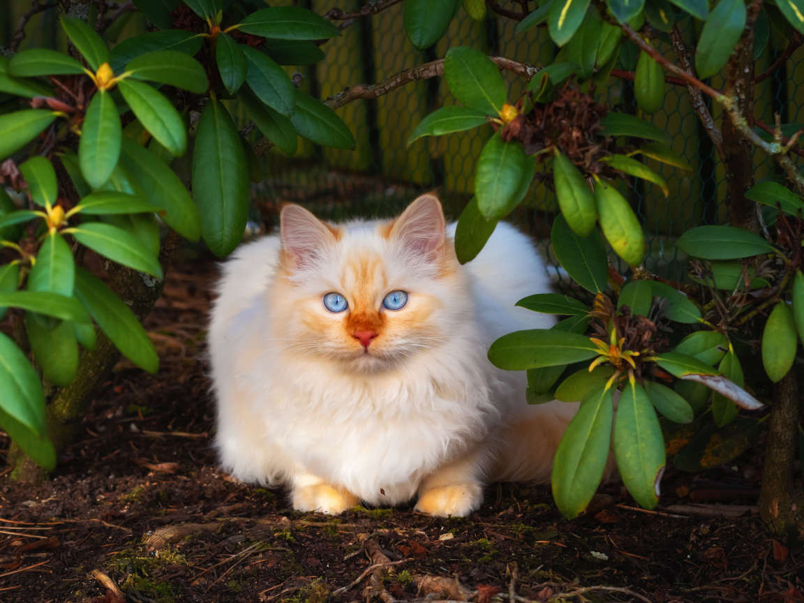 Красивый бежевый кот с голубыми глазами сидит в зеленых листьях