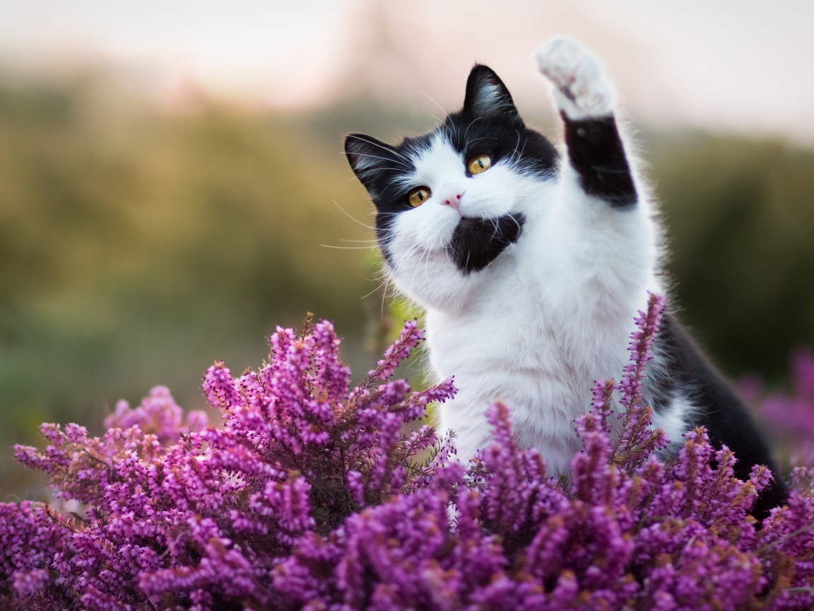 Красивый черно белый кот сидит в розовых цветах