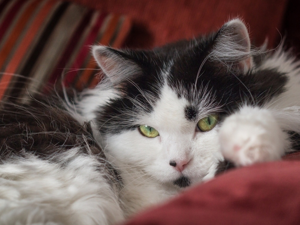 Красивый пушистый черно белый кот лежит на диване