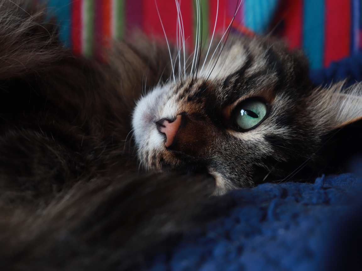 Красивый серый кот с зелеными глазами лежит на кровати