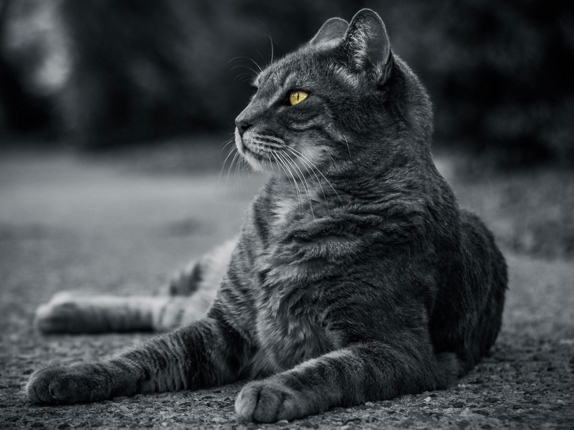 Красивый серый кот с зелеными глазами лежит на асфальте