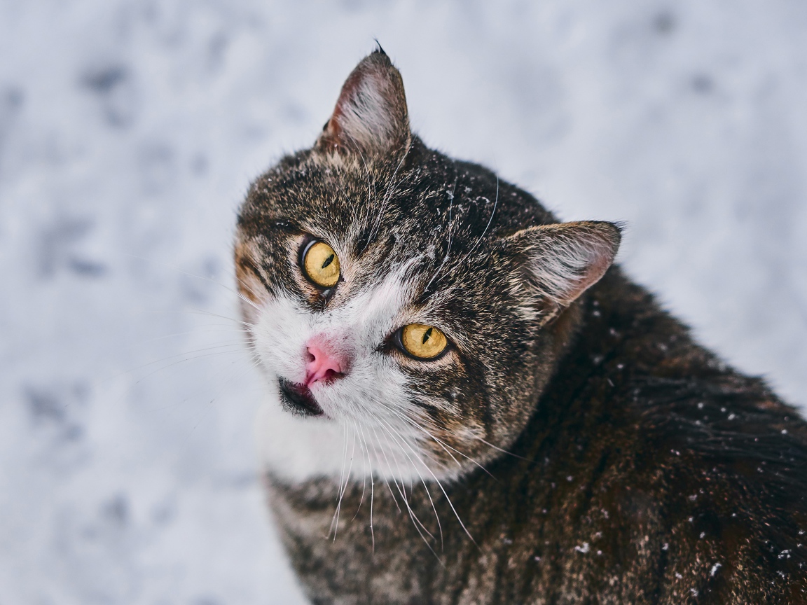 Красивый серый кот с желтыми глазами