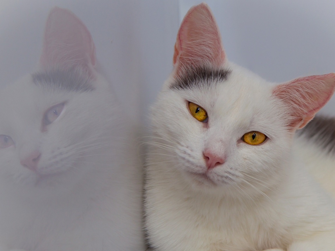 Красивый белый кот с желтыми глазами отражается в стене 