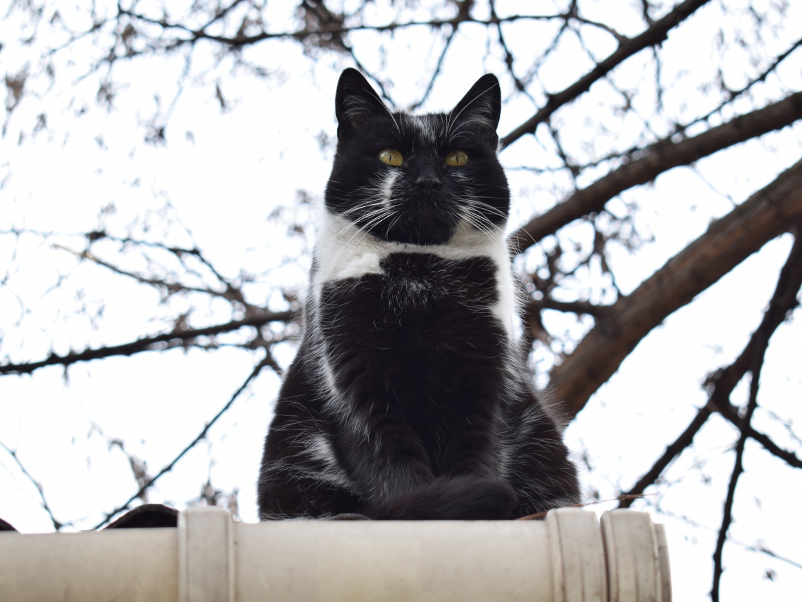 Большой черно-белый кот сидит на заборе 