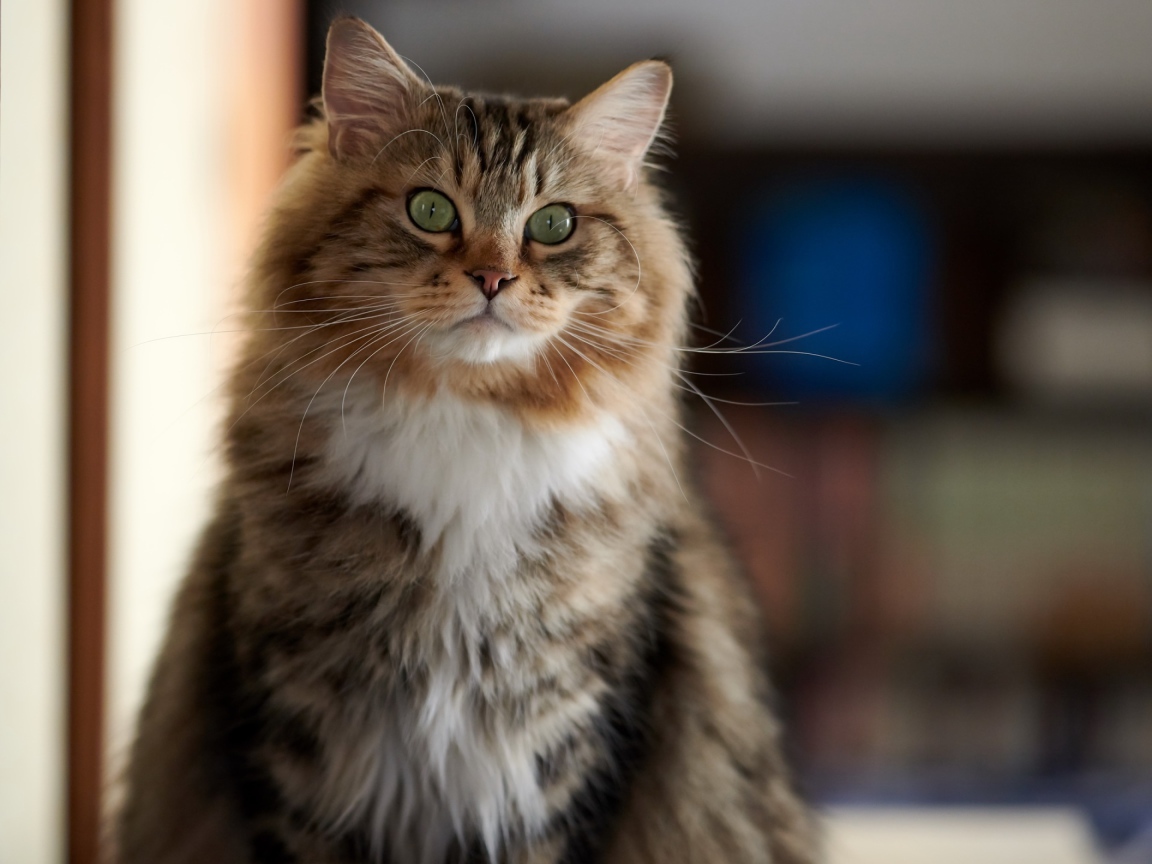 Большой пушистый кот с зелеными глазами 
