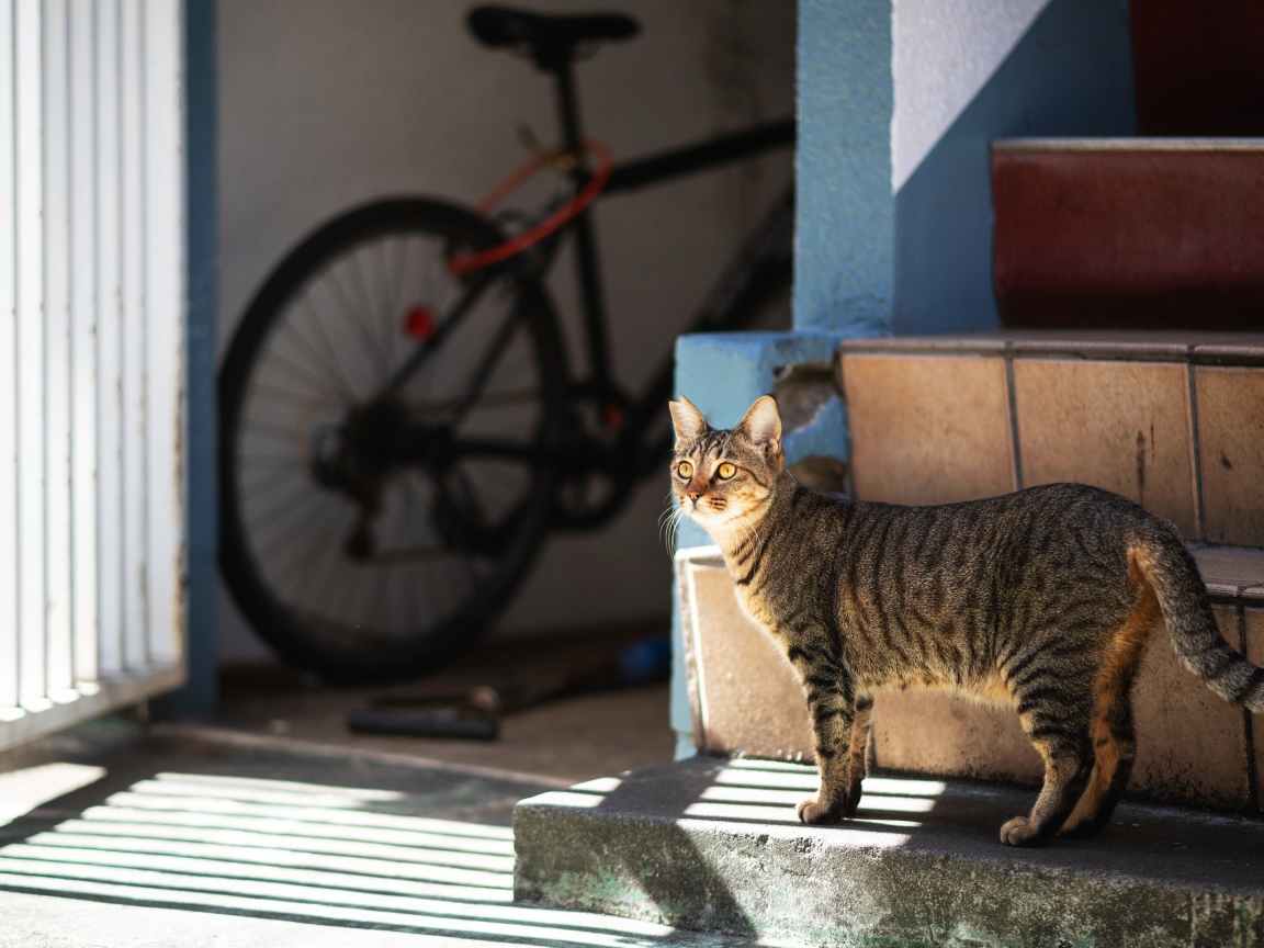 Любопытный серый кот стоит на ступеньках 