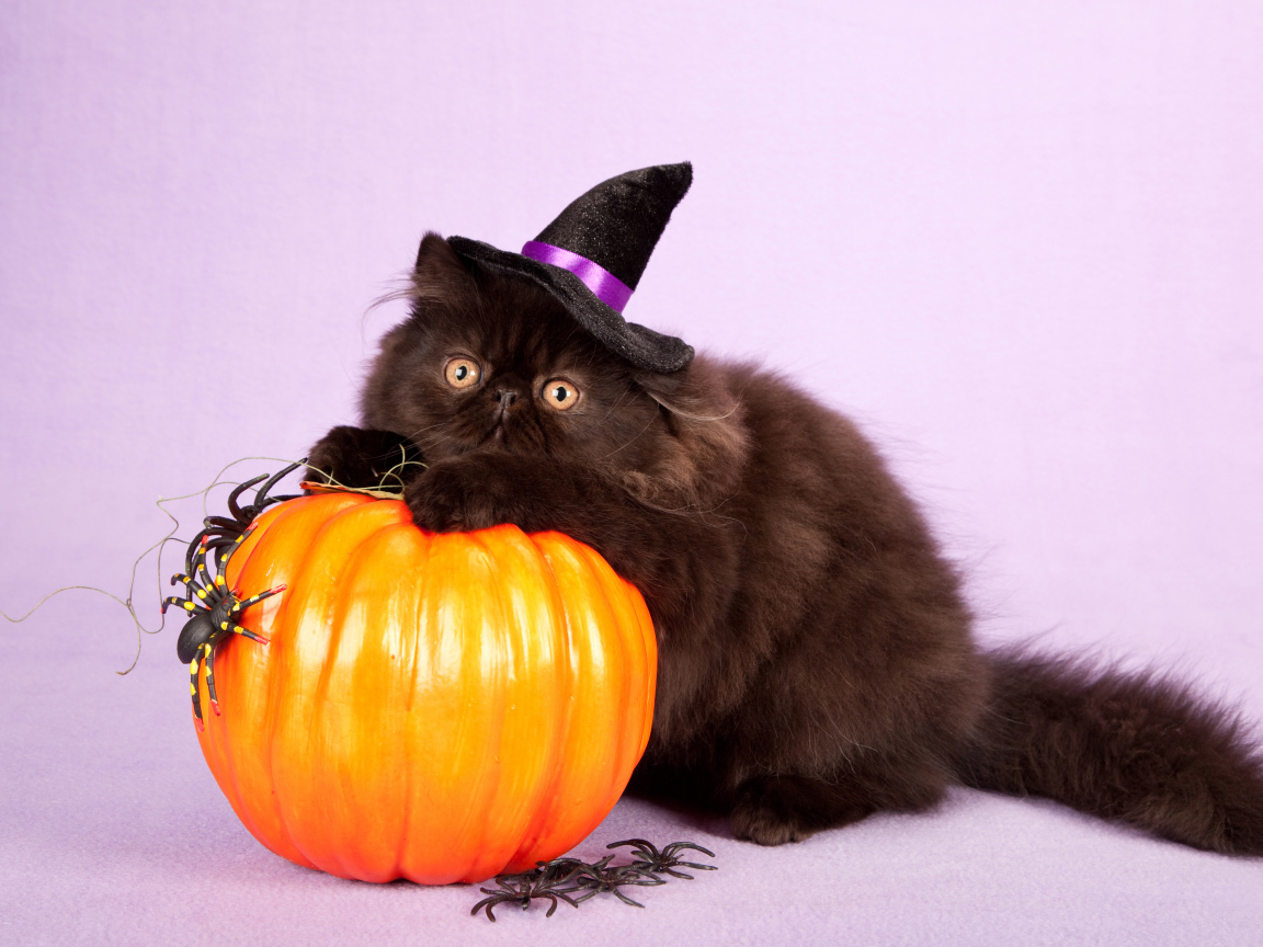 Пушистый черный кот с тыквой на Хэллоуин 