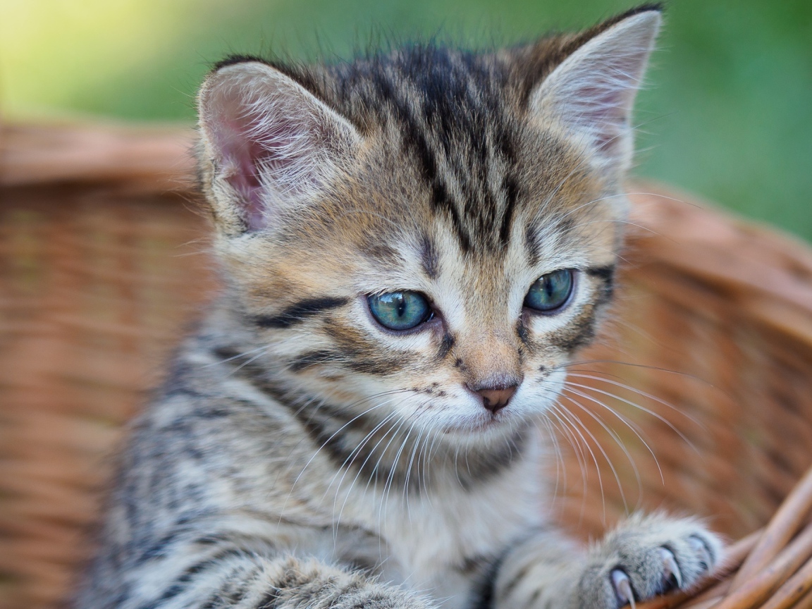 Серый голубоглазый котенок сидит в корзине