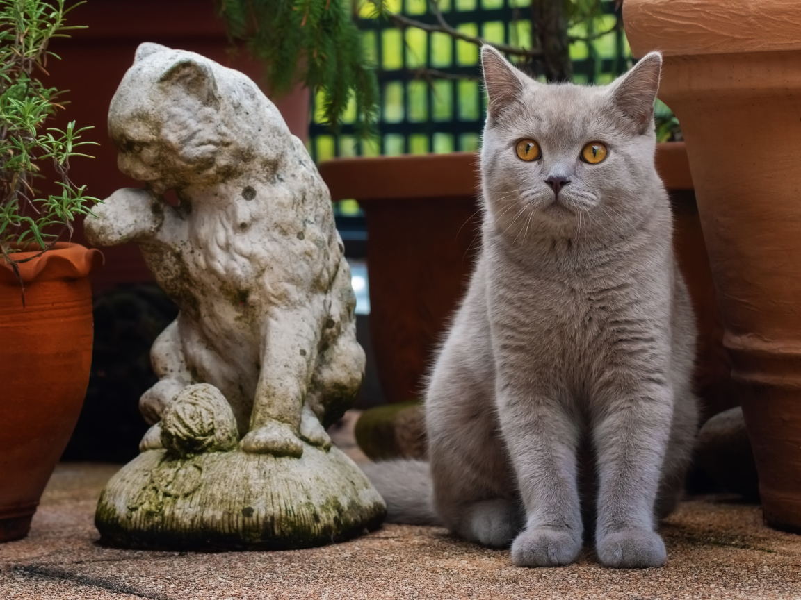 Серый британский кот сидит у статуэтки кота
