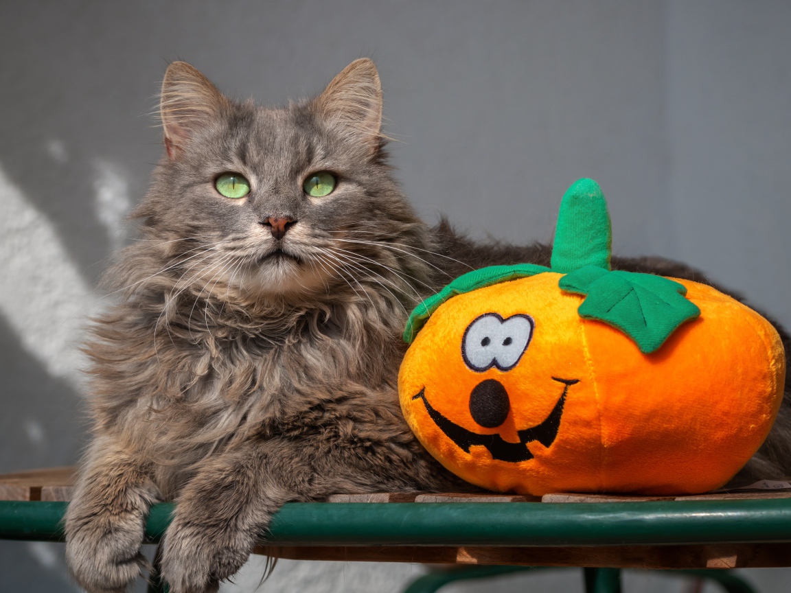 Серый кот на лавке с игрушечной тыквой