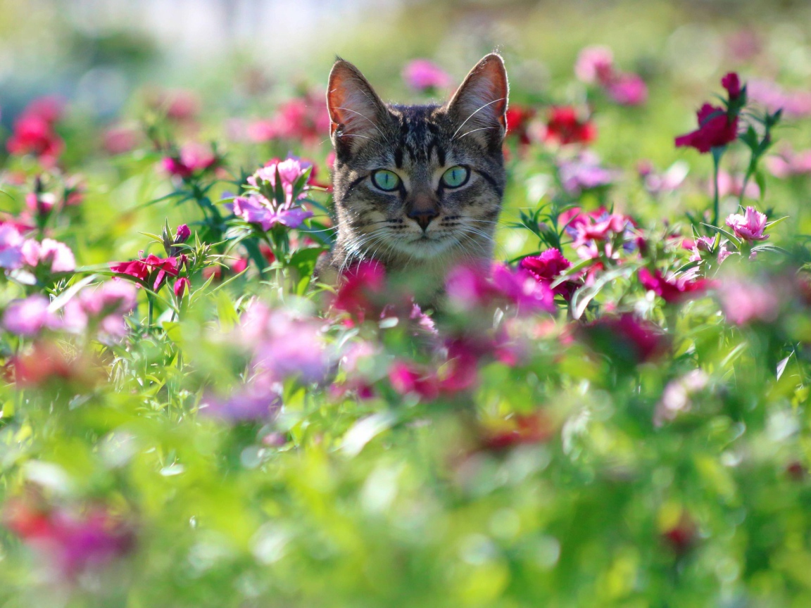 Серый кот с зелеными глазами сидит в цветах 