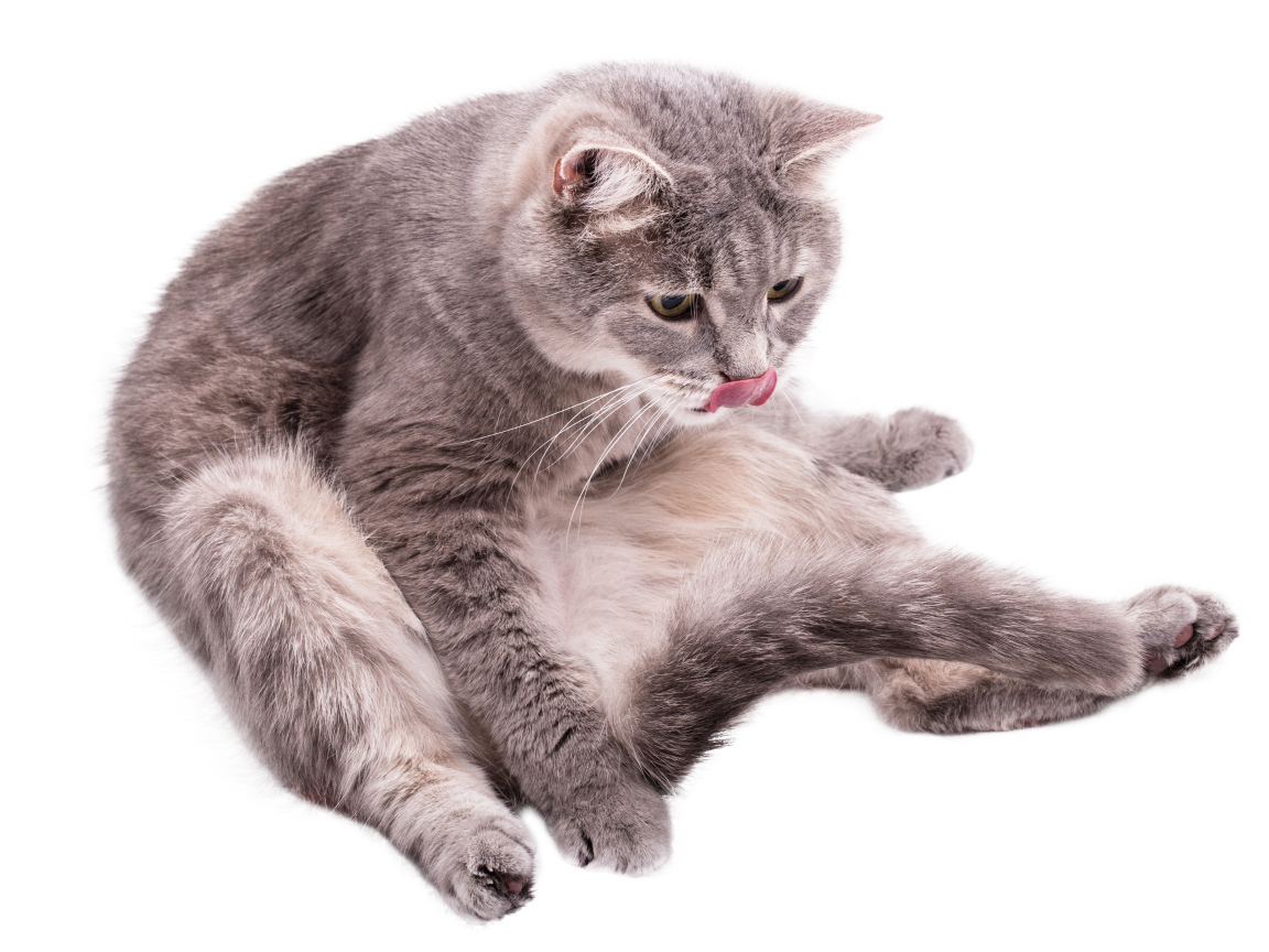 Серый породистый на белом фоне