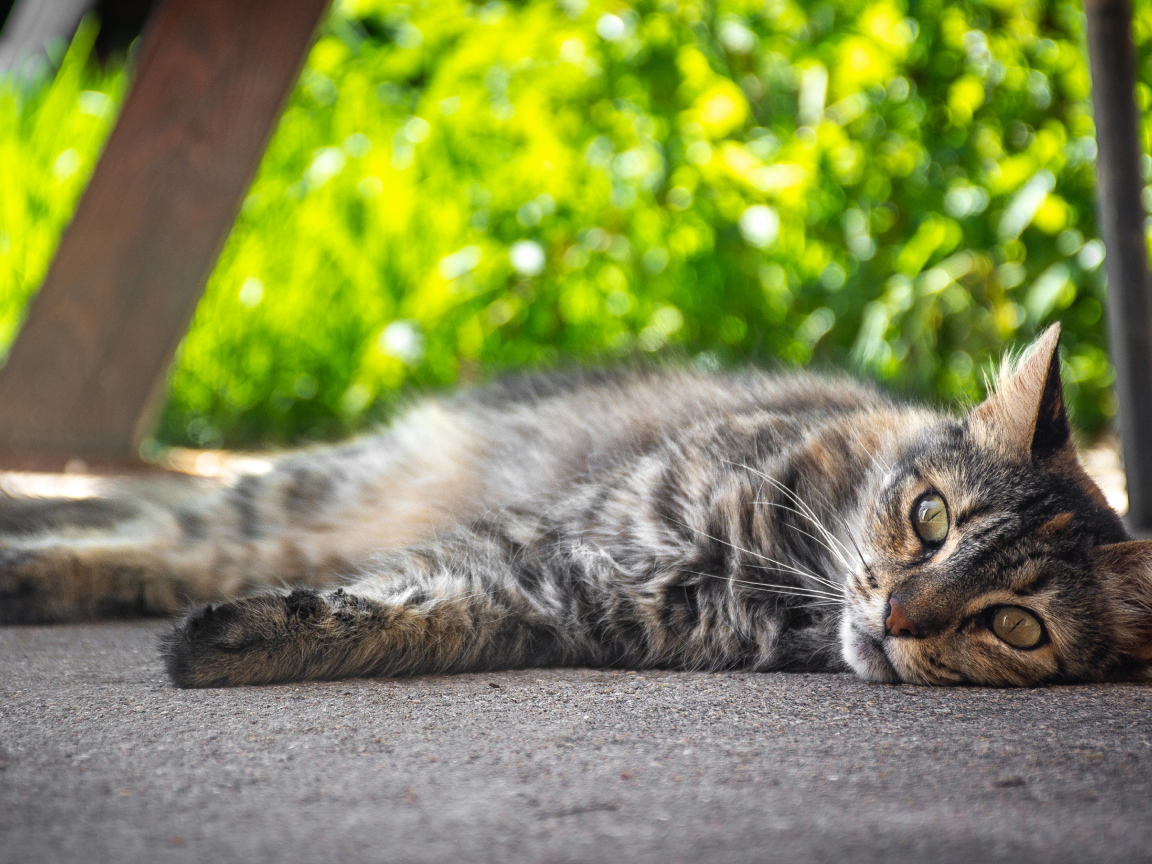 Серый она кот лежит на земле 