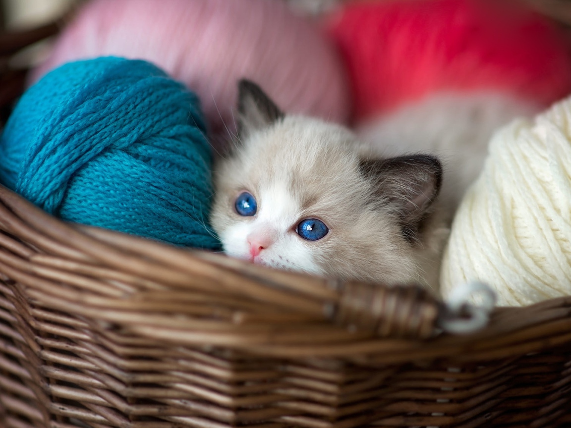 Маленький голубоглазый котенок в корзине с пряжей 