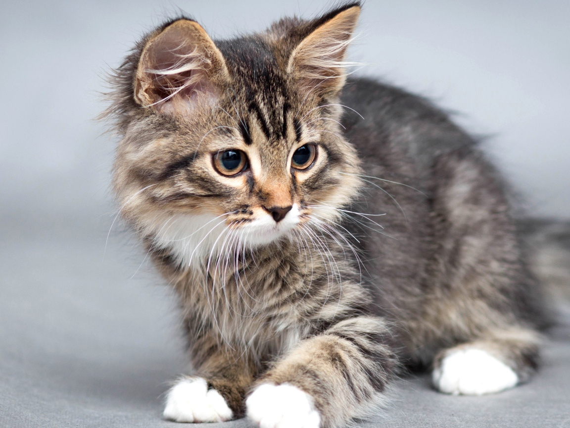 Маленький милый котенок на сером фоне