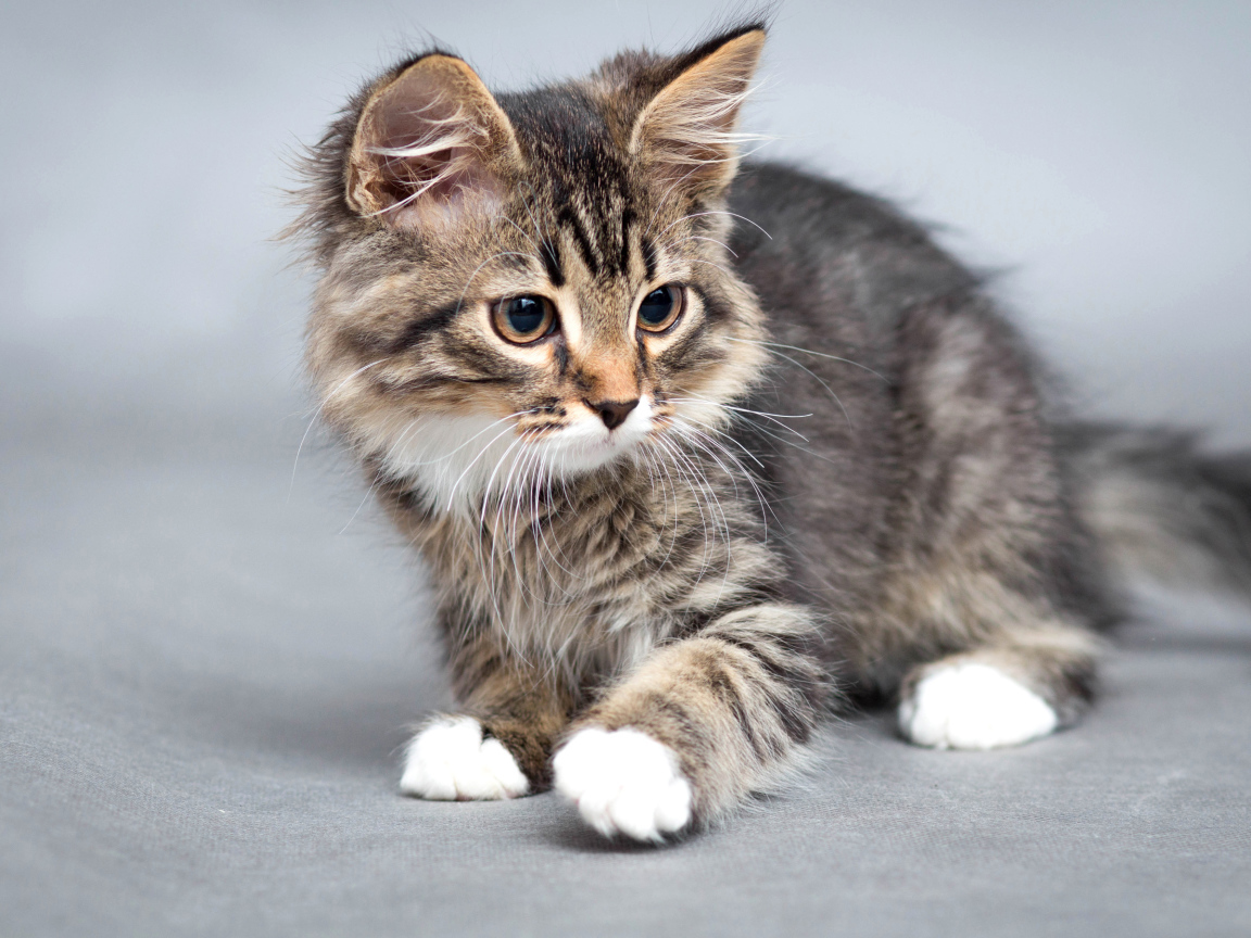 Маленький забавный серый котенок 