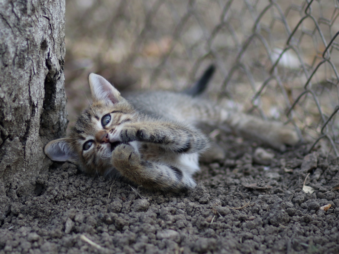 Маленький серый котенок играет у дерева на земле 