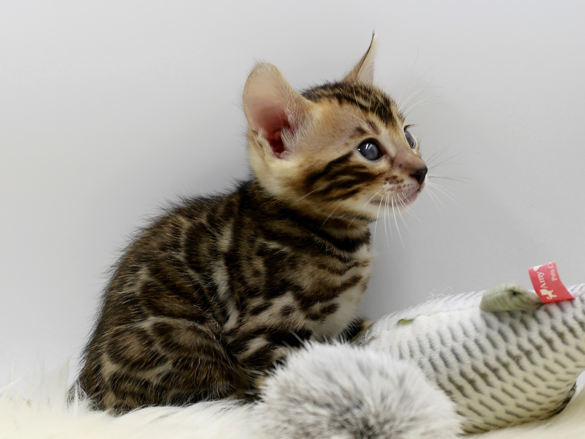 Маленький серый котенок играет с игрушкой 