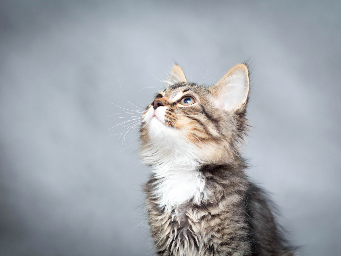 Маленький котенок смотрит вверх на сером фоне