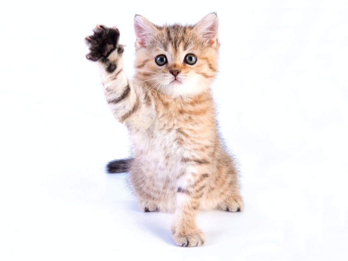 Маленький котенок с поднятой лапой на белом фоне