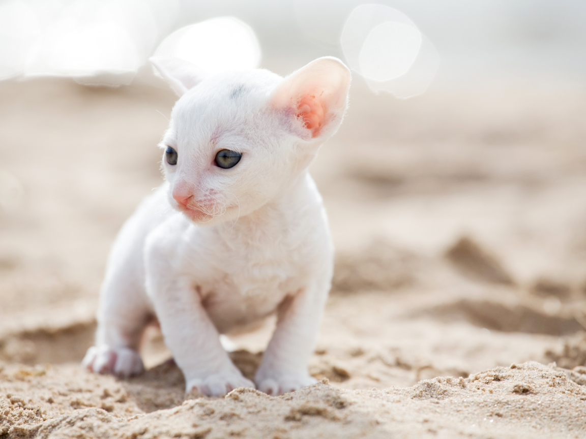 Маленький белый котенок Корниш-рекс на песке