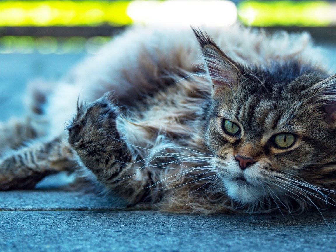 Старый серый кот породы мейн кун 