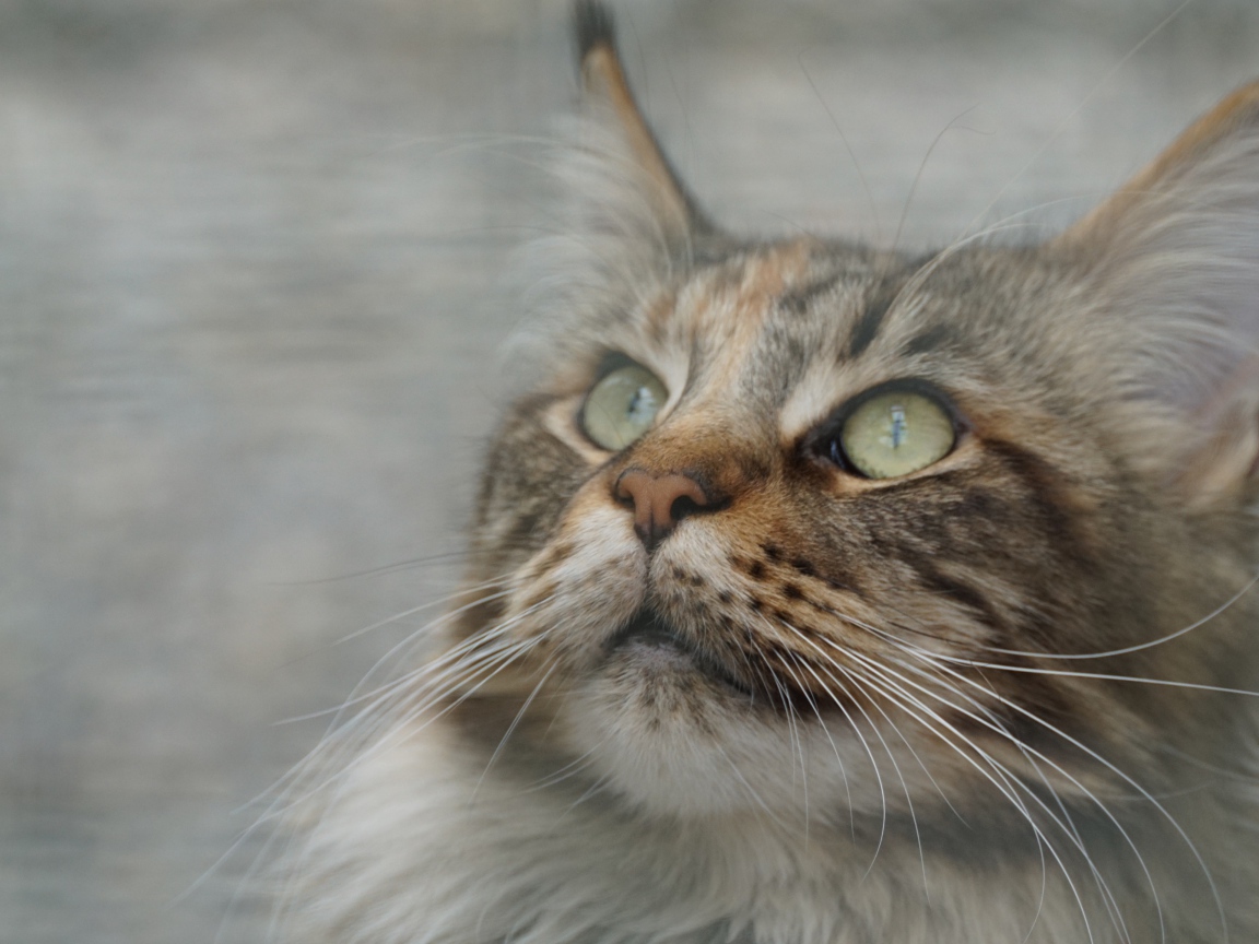 Морда красивого серого кота породы мейн кун