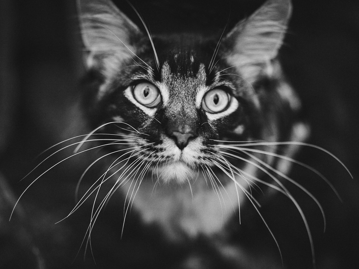 Морда серого кота породы мейн кун крупным планом