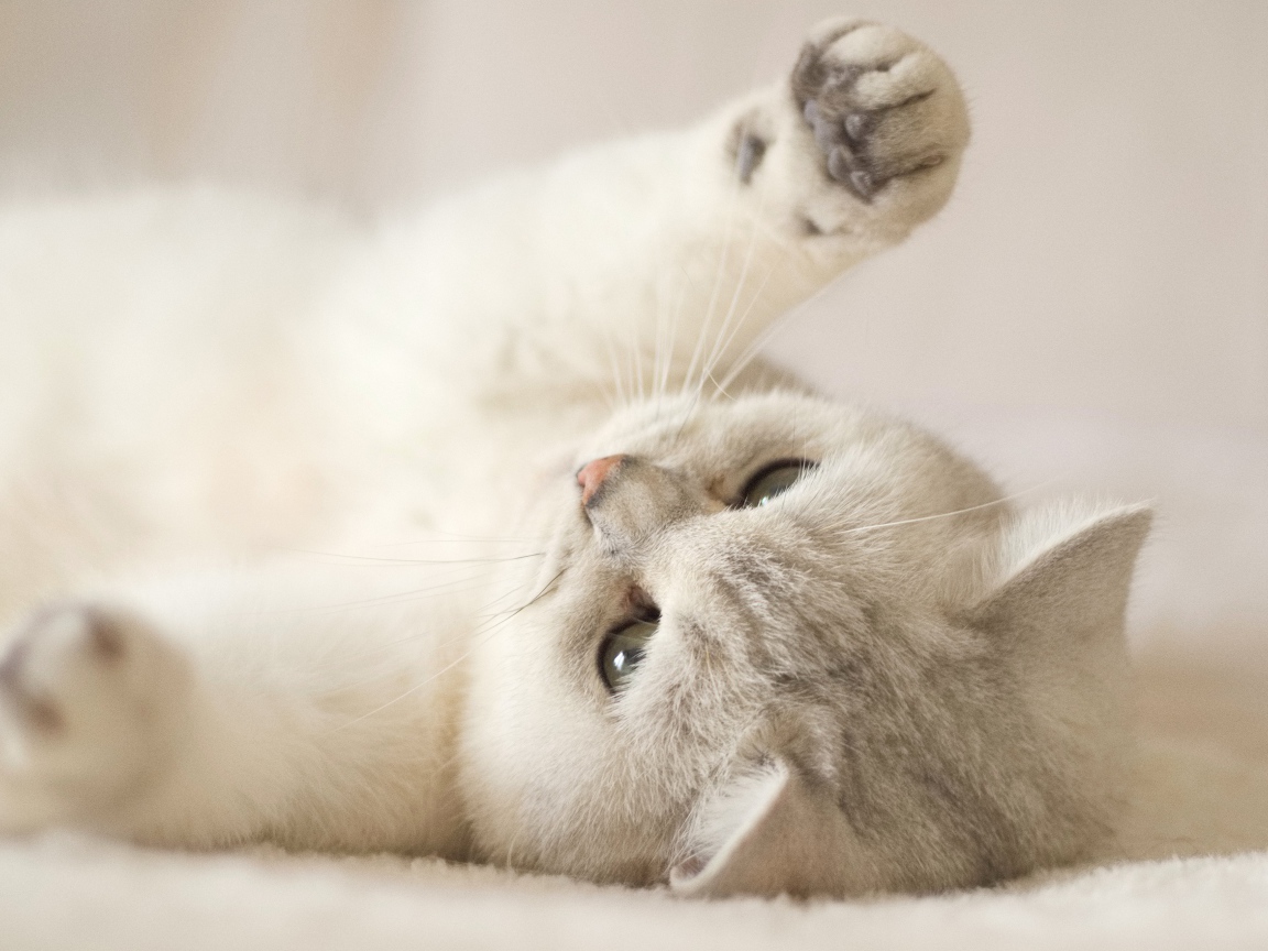 Породистый кот играет на кровати 