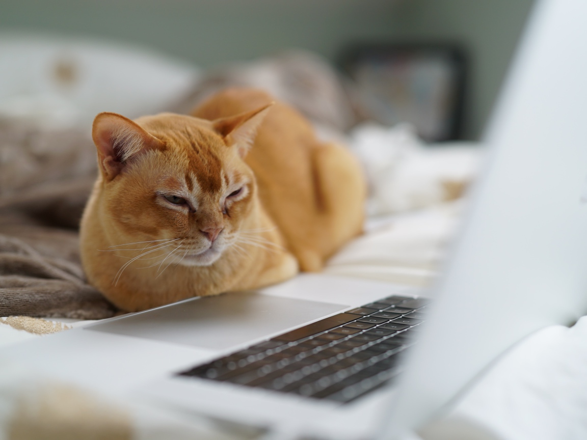 Породистый рыжий кот сидит у ноутбука 