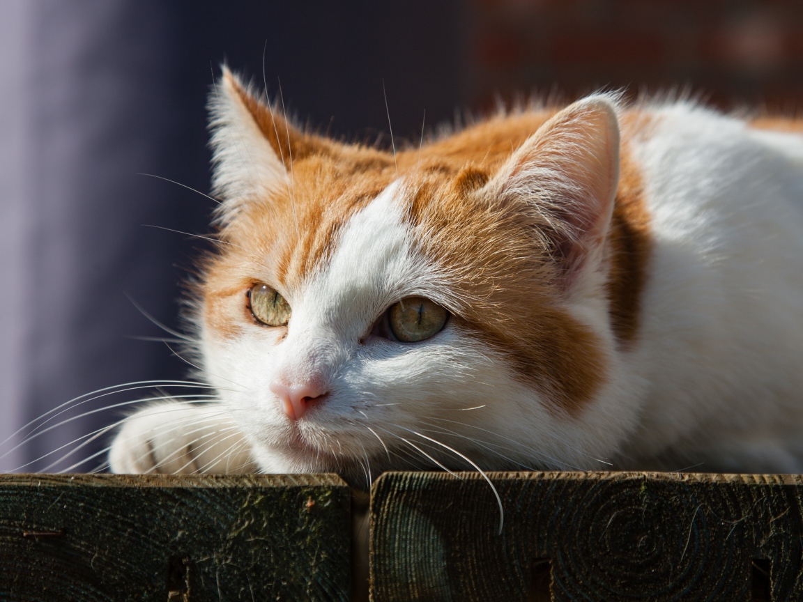 Рыжий с белым кот лежит на досках 