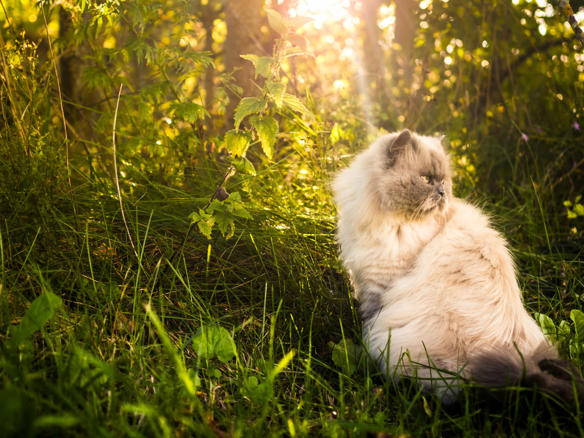 Серьезный кот греется на солнце в траве
