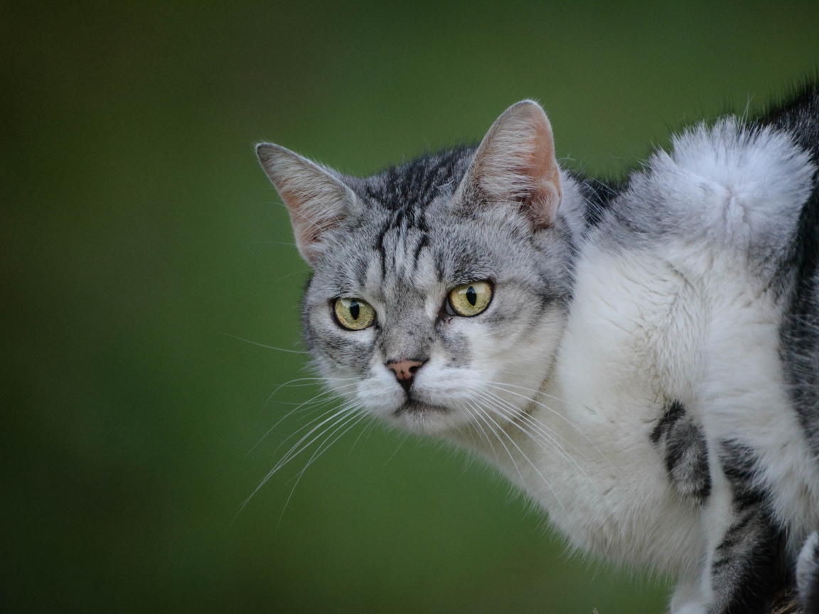 Серьезный серый кот на зеленом фоне