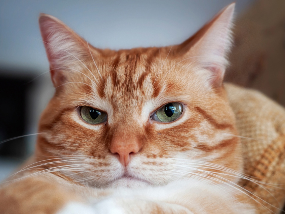 Морда красивого рыжего кота с зелеными глазами