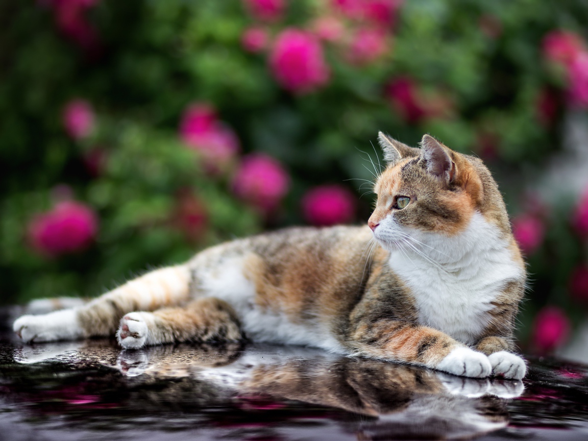 Трехцветная кошка лежит на машине 