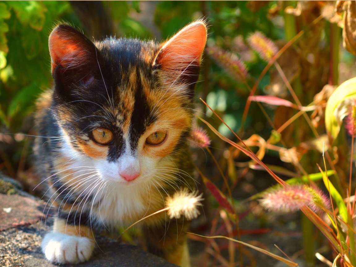 Трехцветный котенок сидит в траве