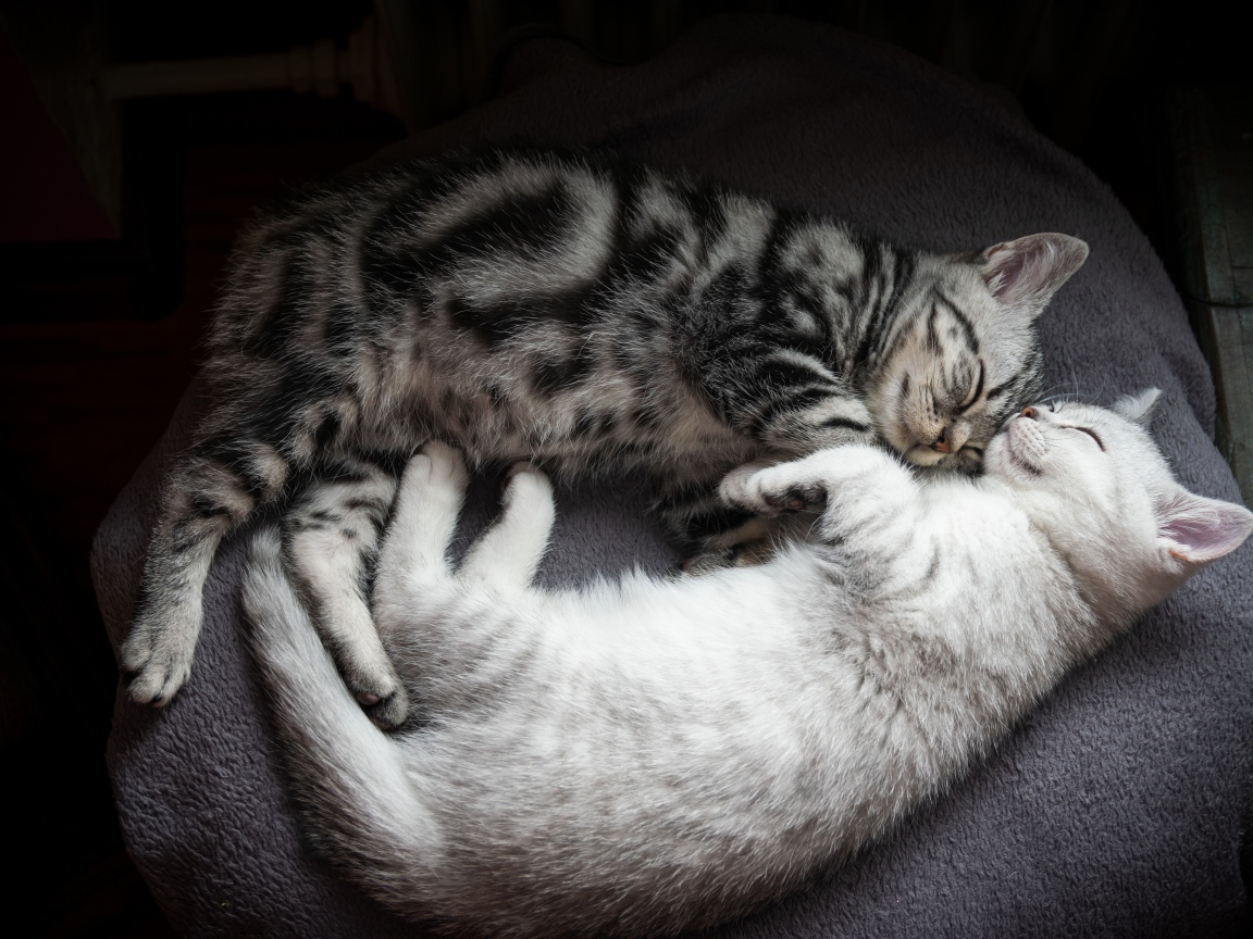 Два милых породистых котенка спят на кровати 