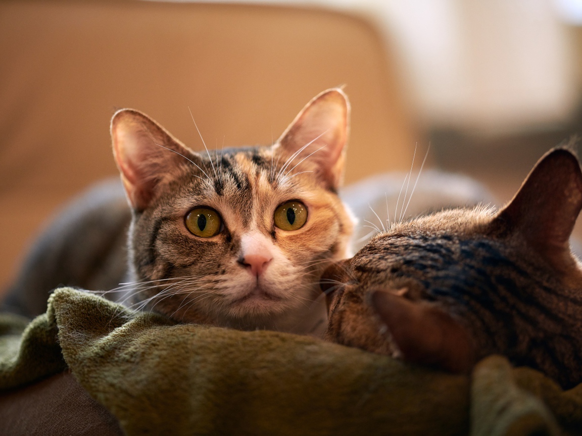 Две серых кошки лежат на кровати 