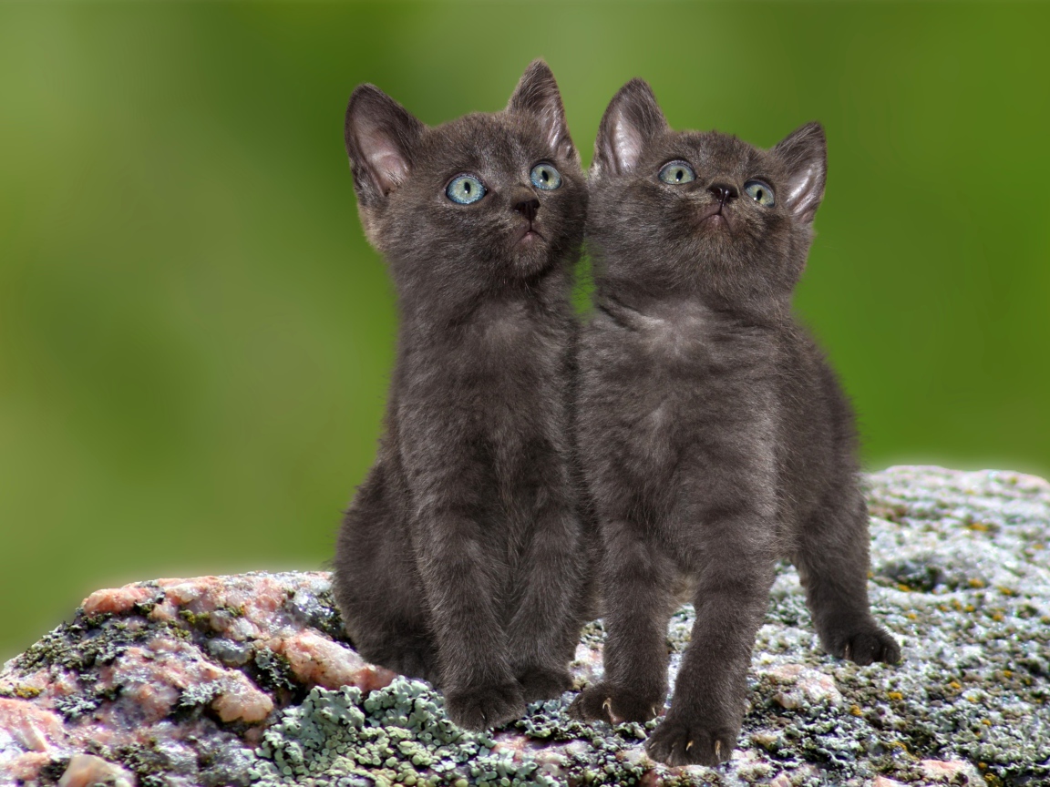 Два маленьких серых котенка сидят на камне