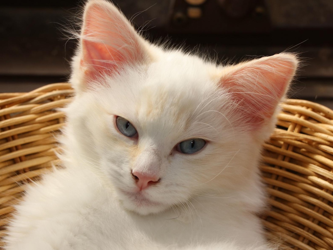 Белый голубоглазый котенок лежит в плетеной корзине