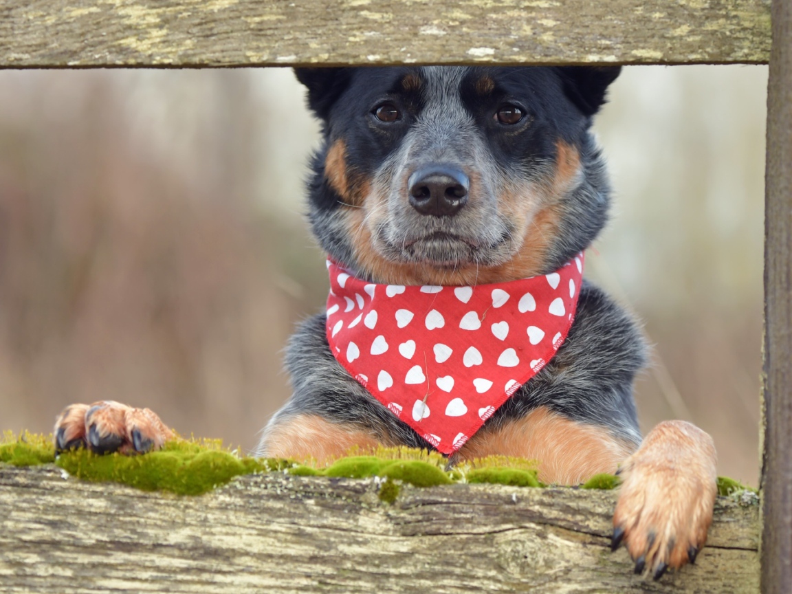 Собака с платком на шее стоит у забора