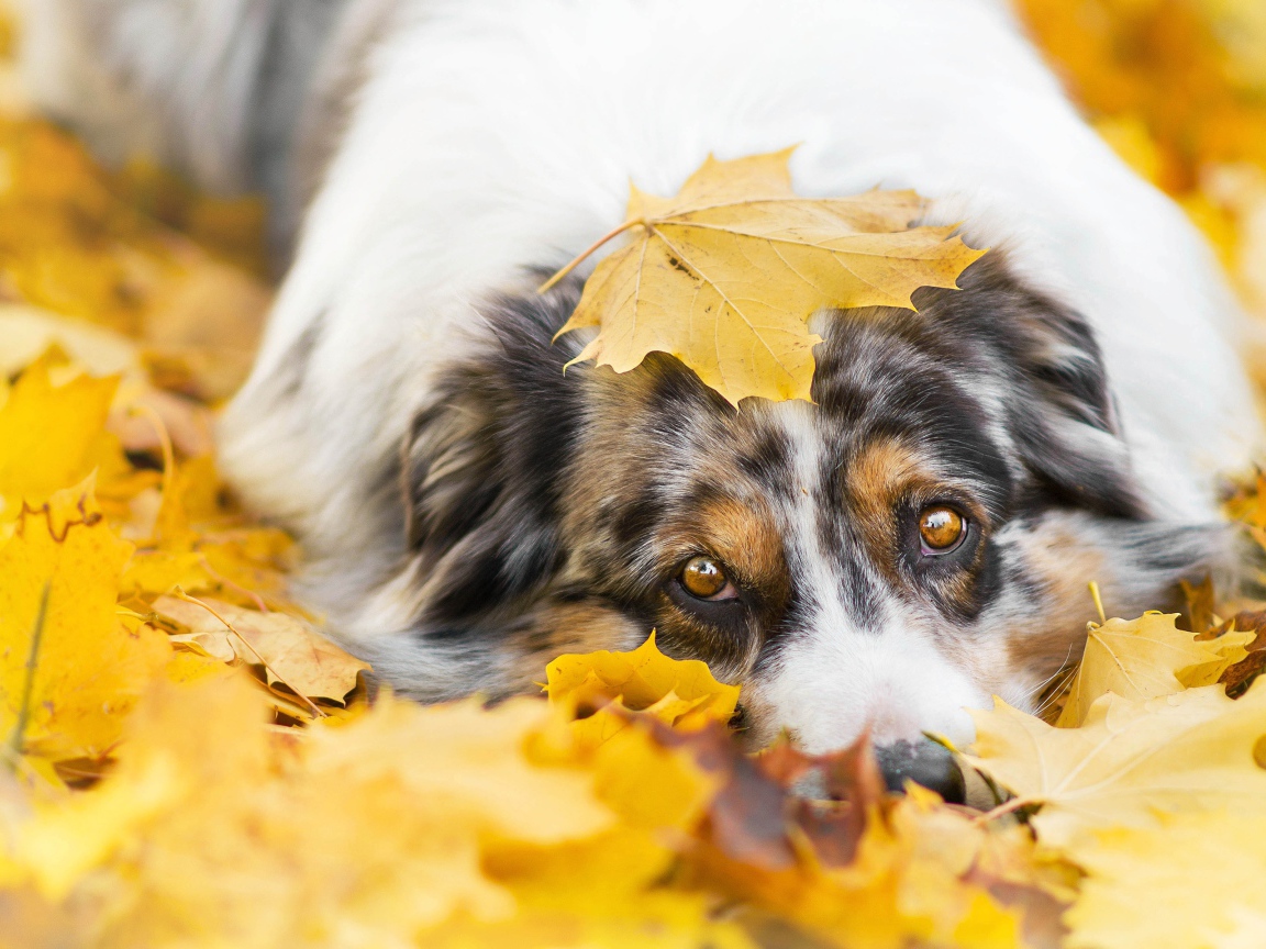 Австралийская Овчарка лежит в желтой листве